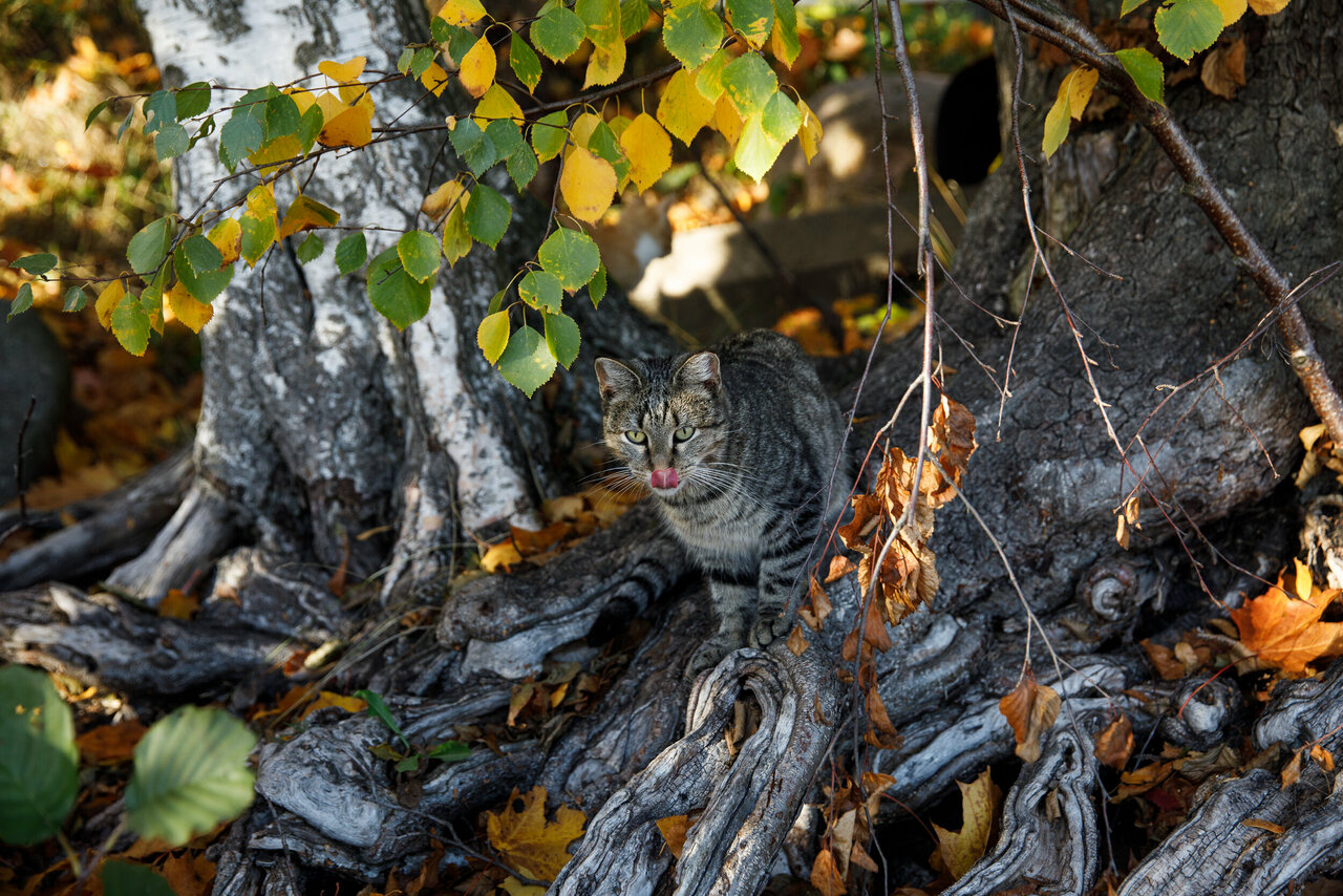 Гостиница Репинская Репино