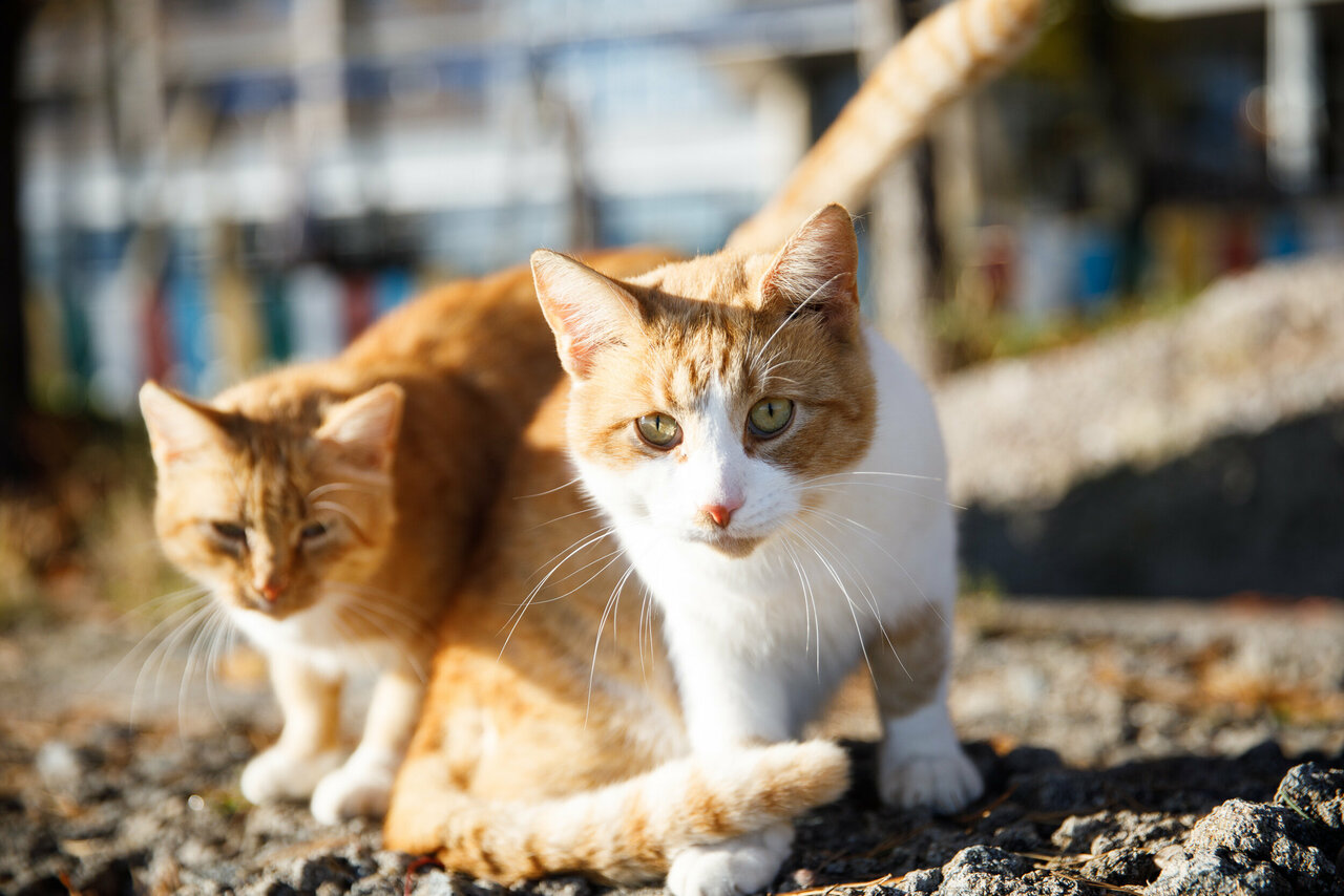 Гостиница Репинская Репино-67