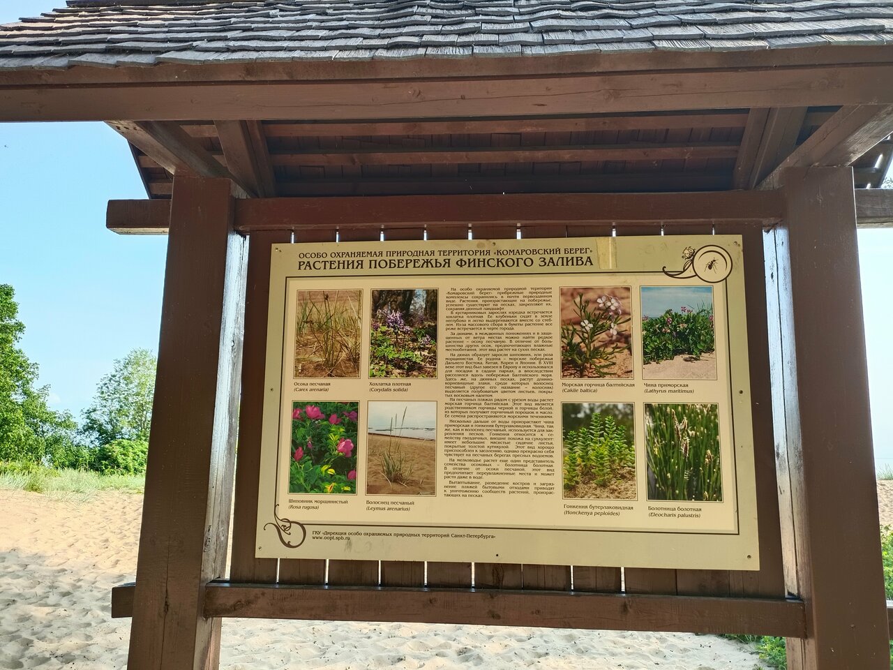 Гостиница Репинская Репино-95