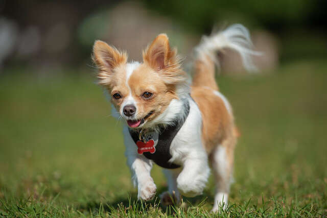 Гостиница Репинская Репино-33