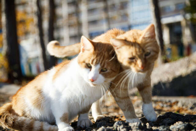 Гостиница Репинская Репино-138